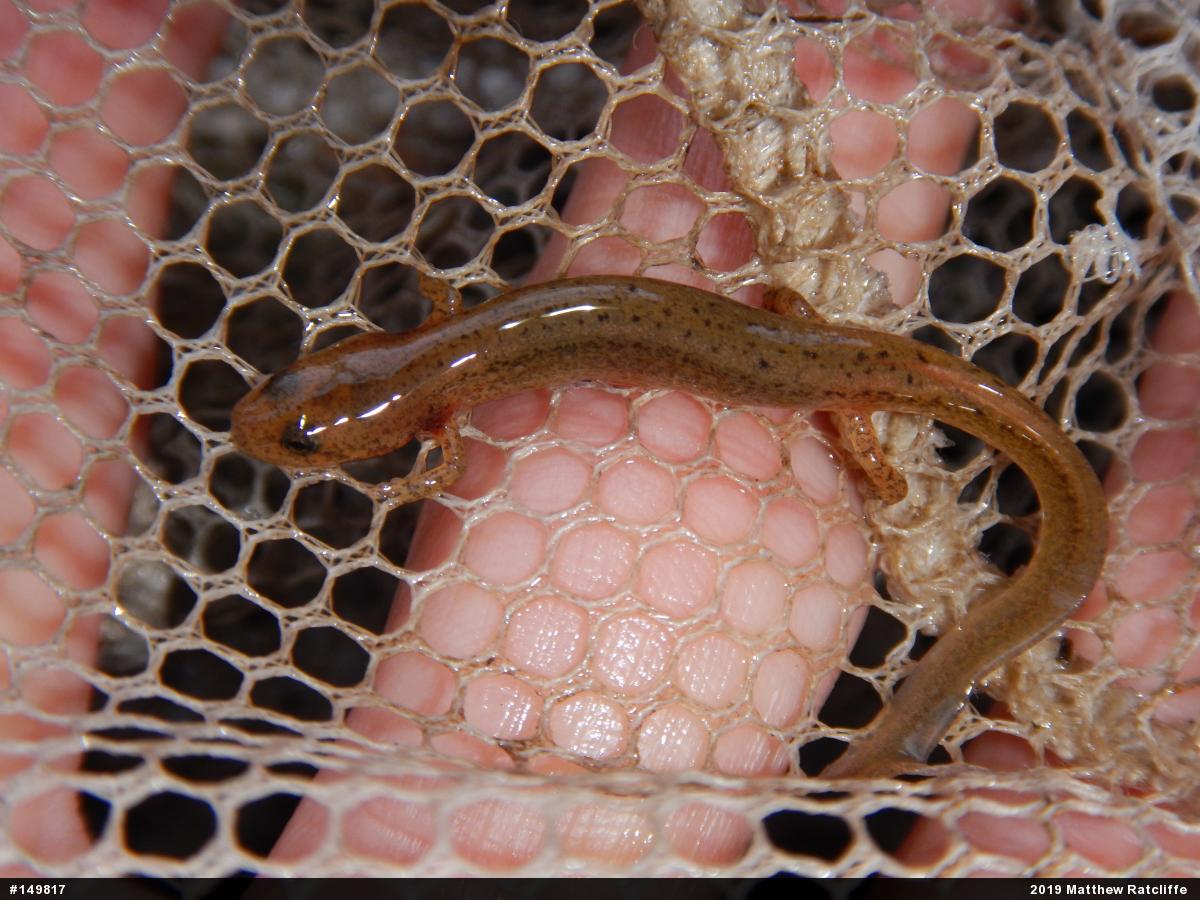 Northern Two-lined Salamander