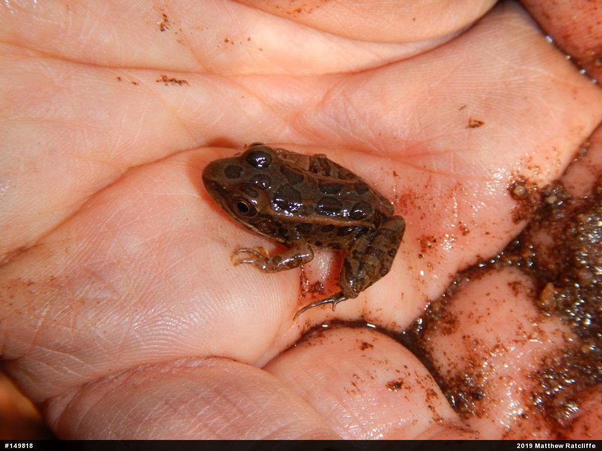 Pickerel Frog