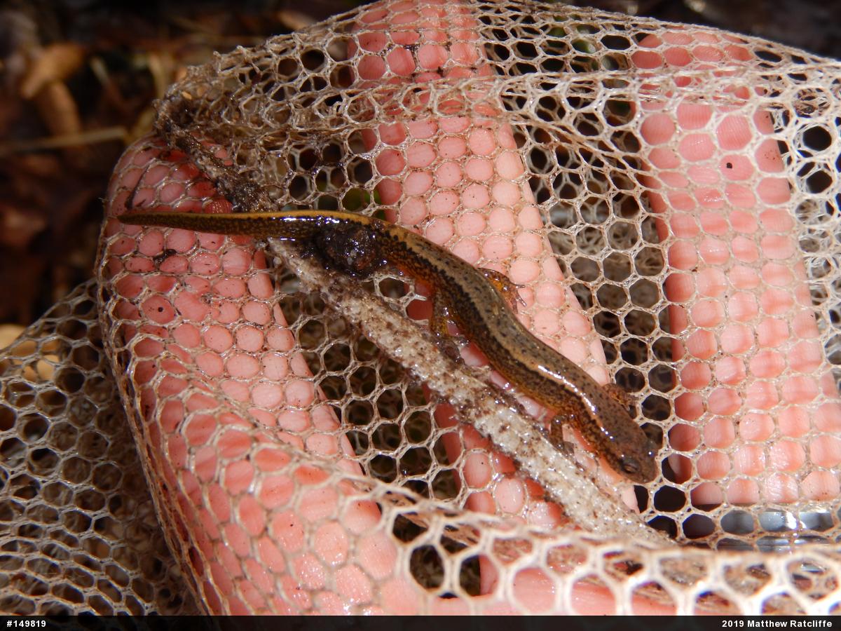 Northern Two-lined Salamander