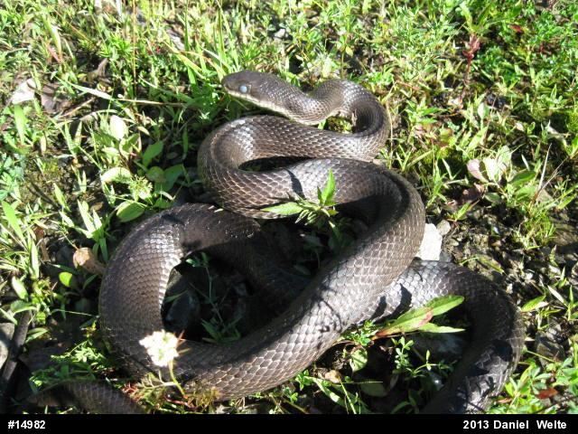 Eastern Ratsnake