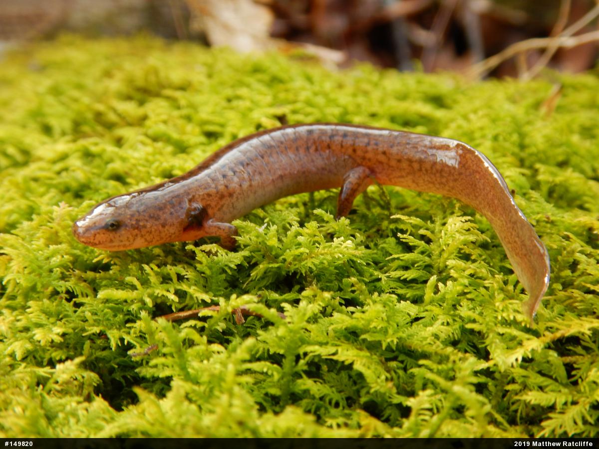 Northern Red Salamander