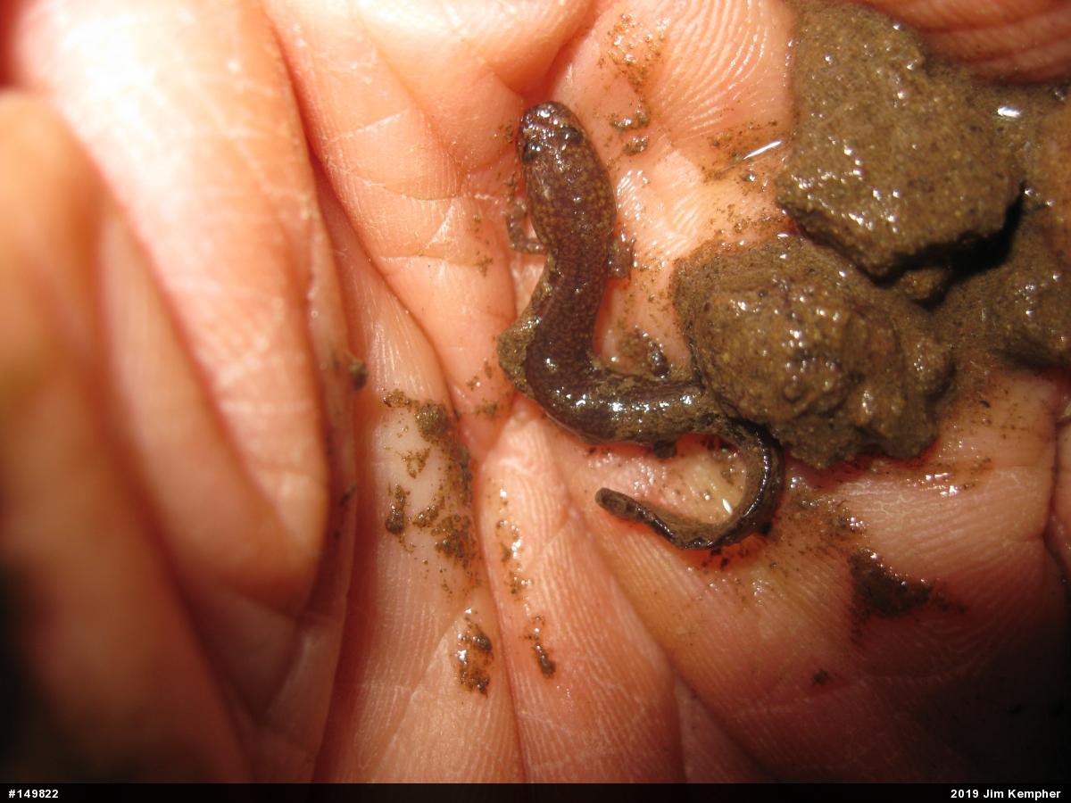 Northern Spring Salamander