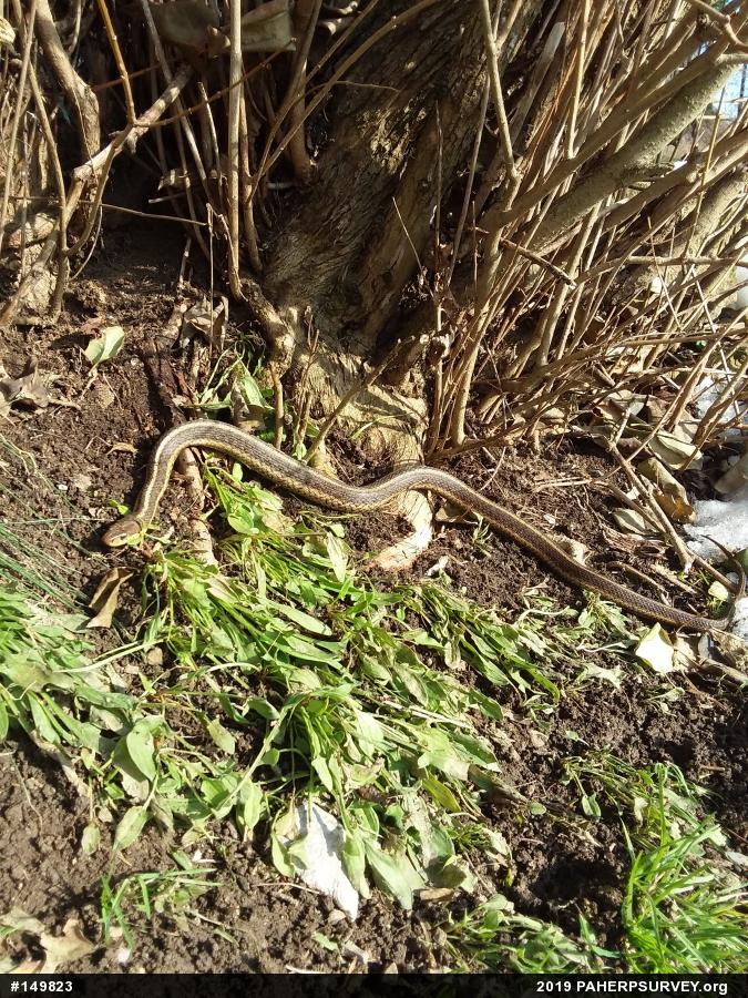 Eastern Gartersnake