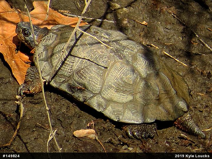 Wood Turtle