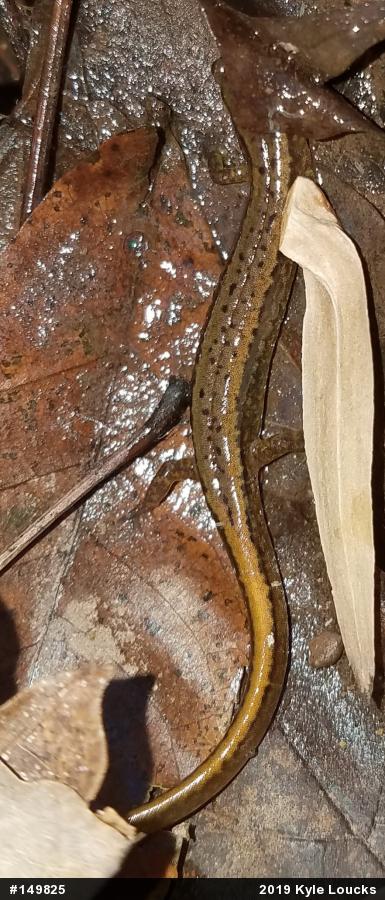 Northern Two-lined Salamander