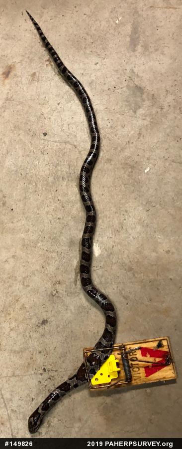 Eastern Milksnake