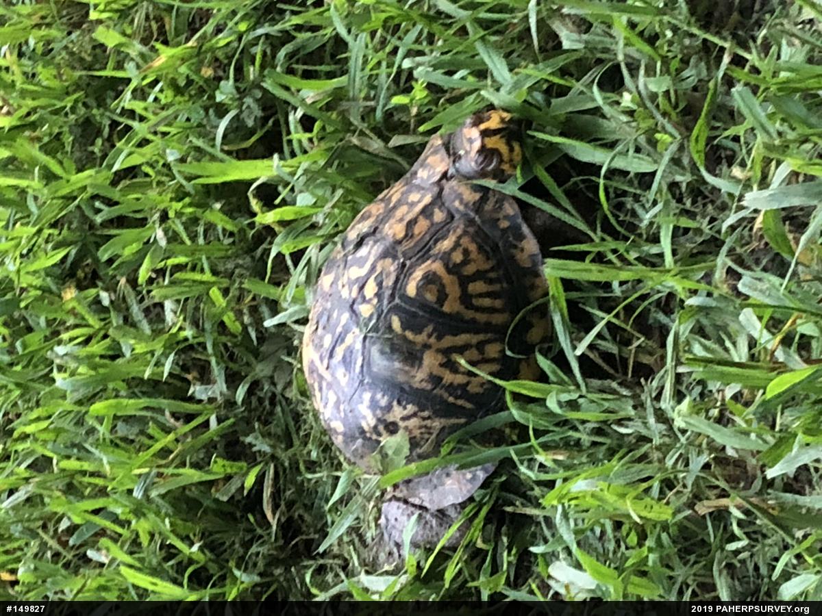 Eastern Box Turtle