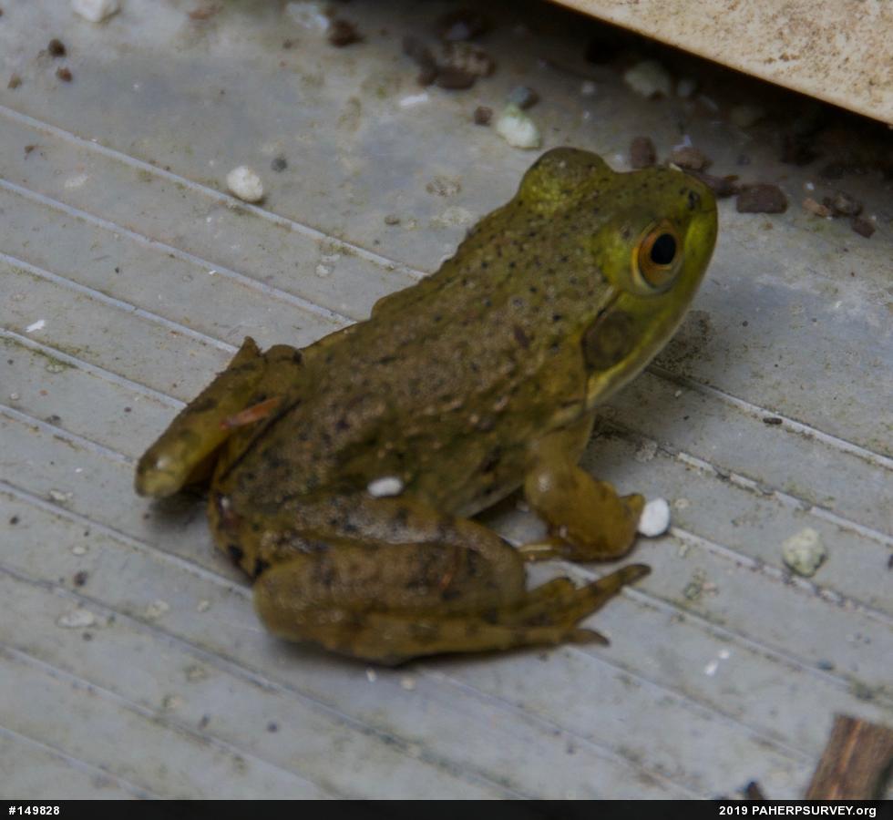 American Bullfrog