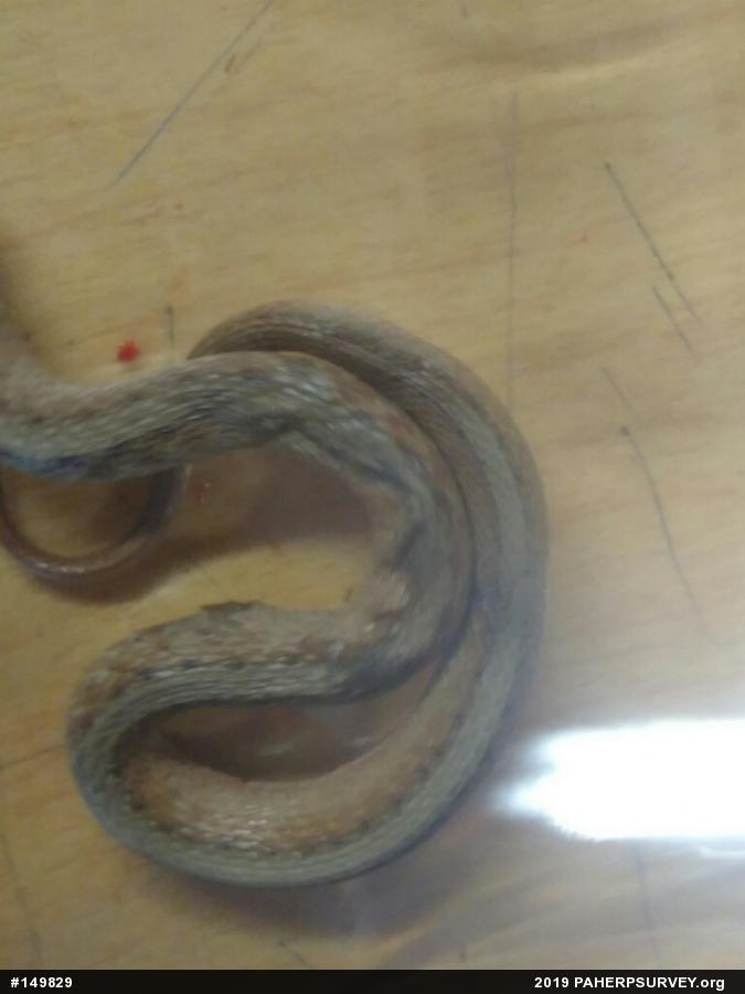 Dekay's Brownsnake