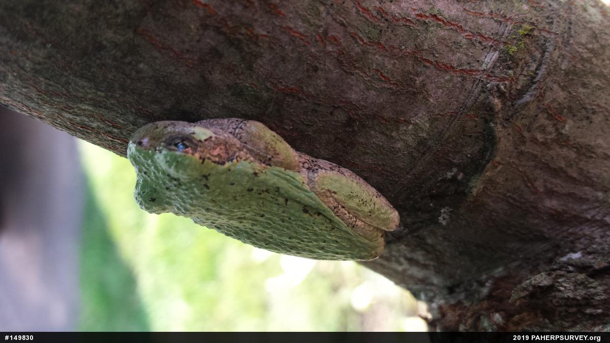 Unknown Gray Treefrog