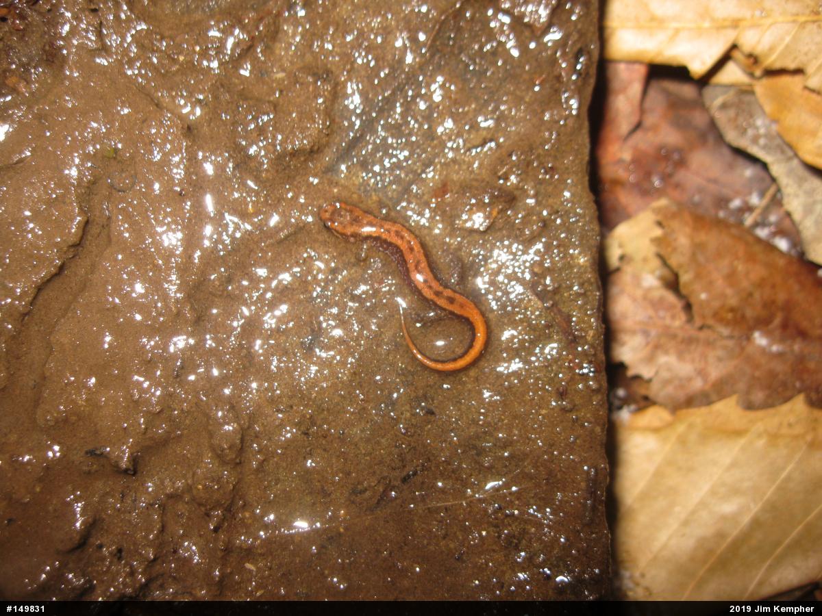 Allegheny Mountain Dusky Salamander