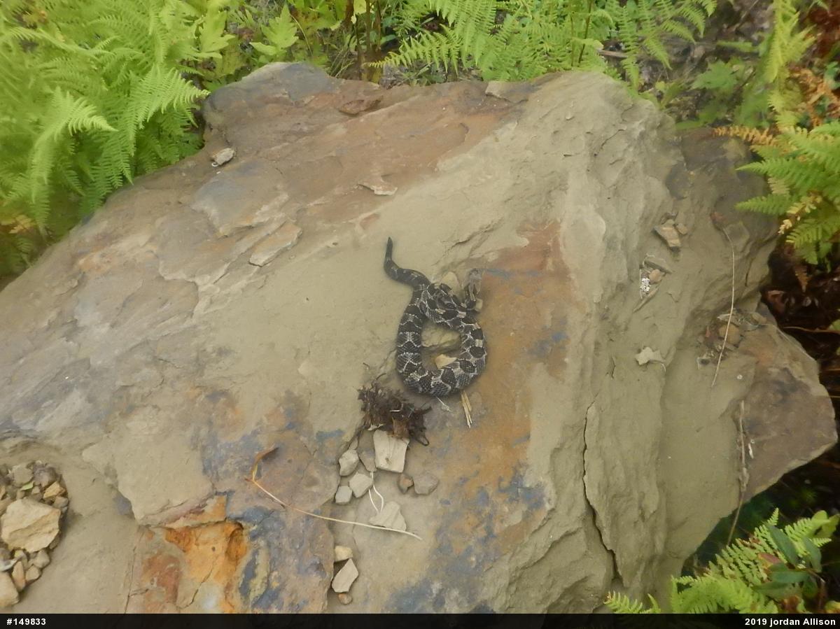Timber Rattlesnake