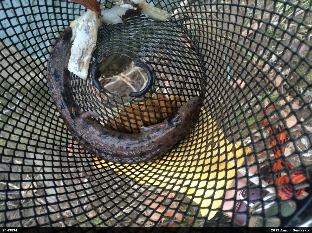 Common Mudpuppy