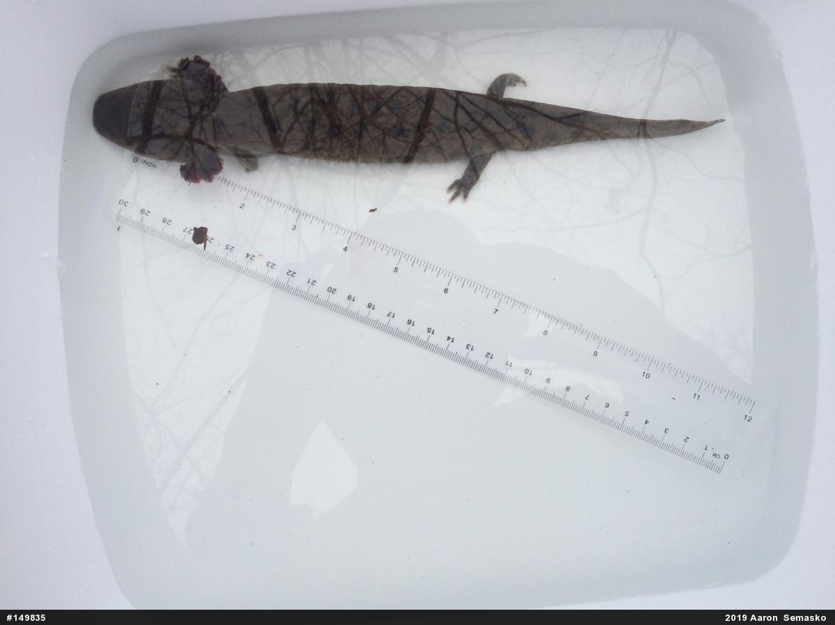 Common Mudpuppy