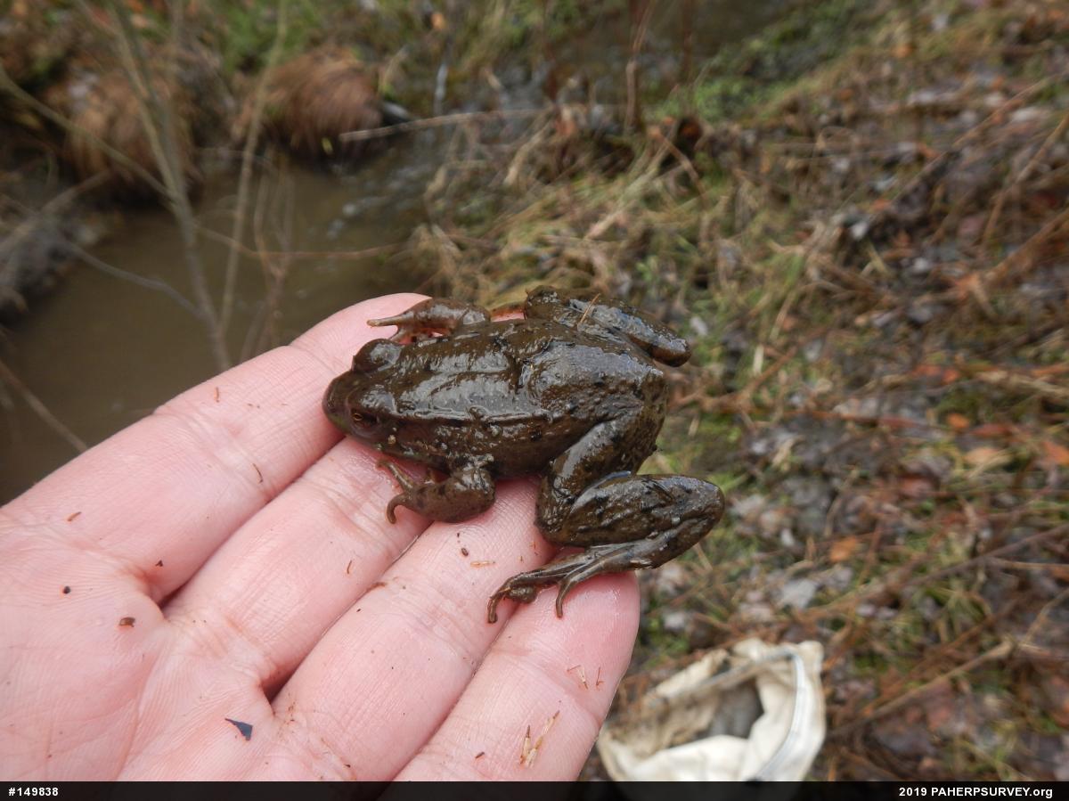 Green Frog
