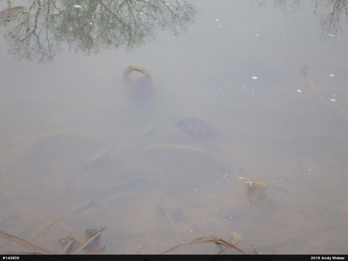Painted Turtle