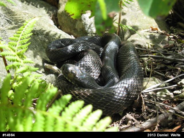 Eastern Ratsnake
