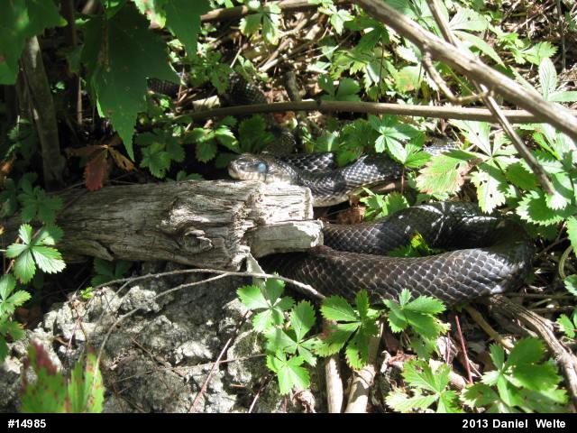 Eastern Ratsnake