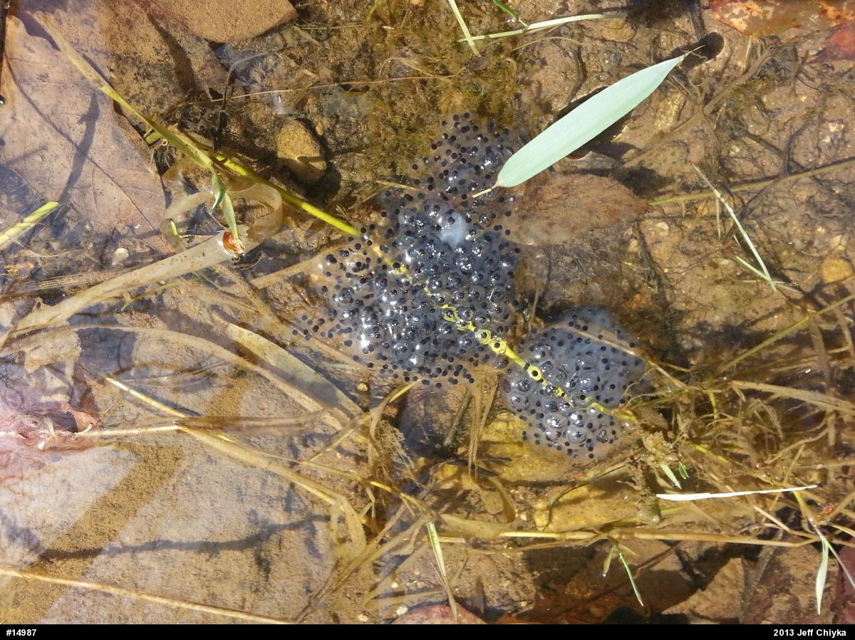 Wood Frog