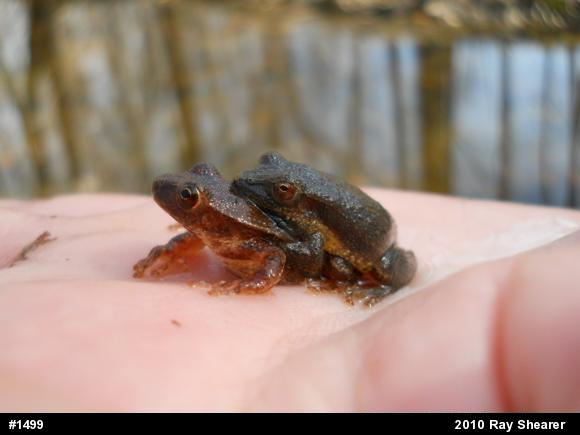 Spring Peeper