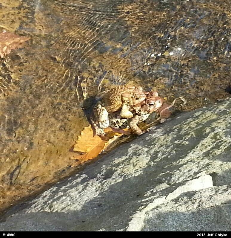 Eastern American Toad
