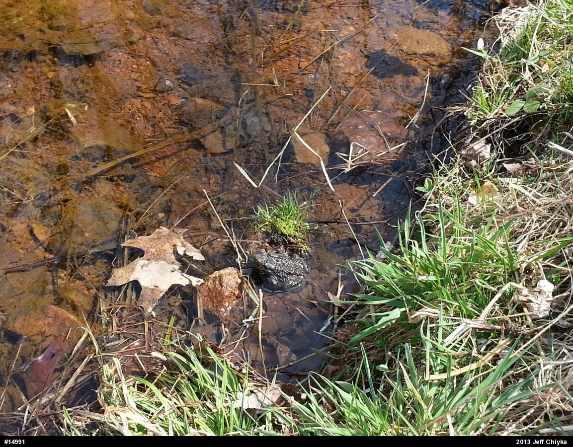 Eastern American Toad