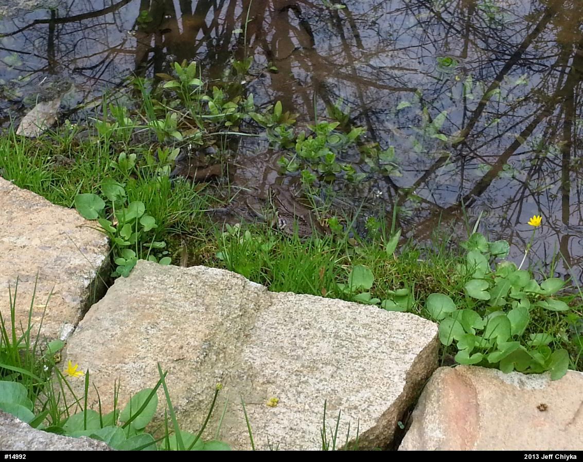 Green Frog
