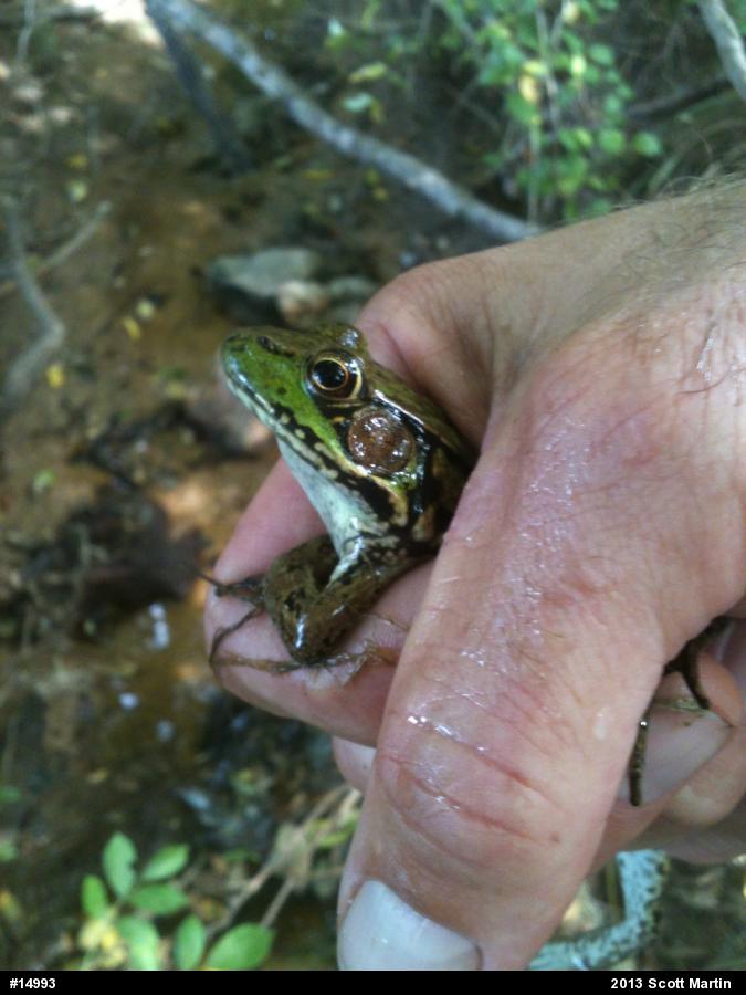 Green Frog