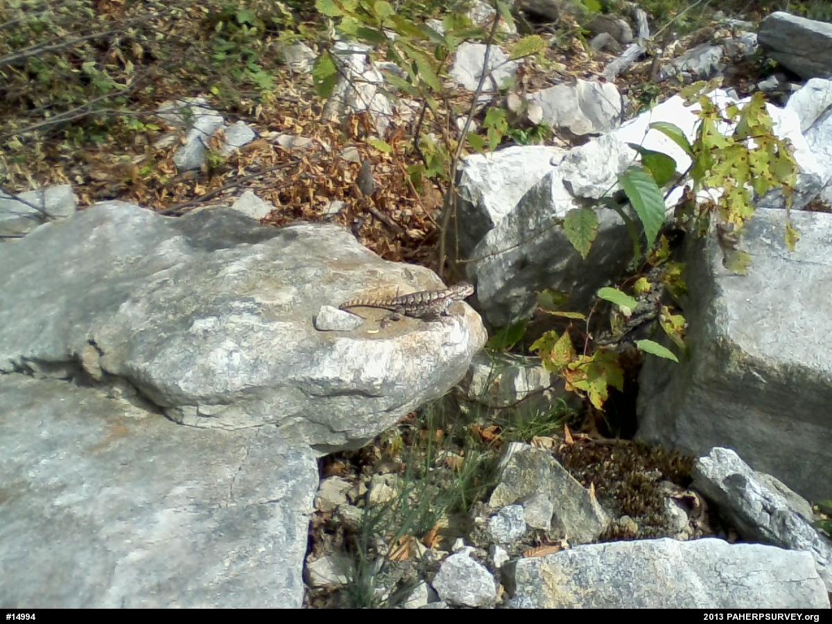 Eastern Fence Lizard