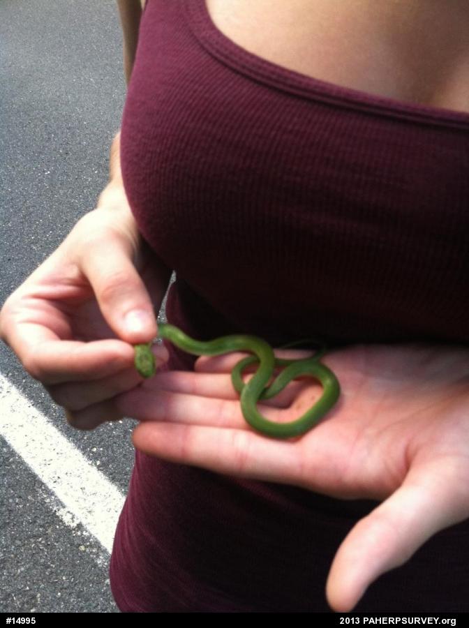 Smooth Greensnake