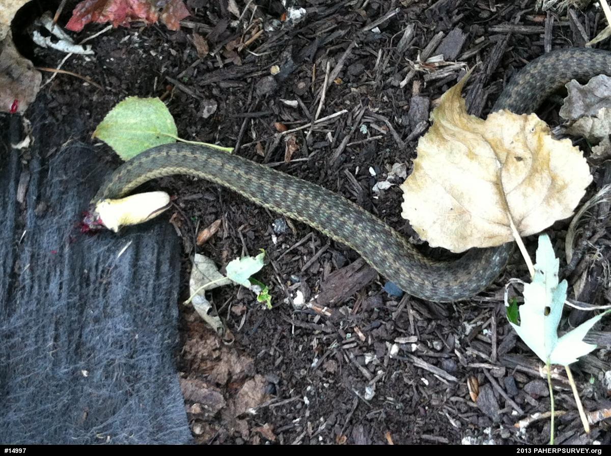 Eastern Gartersnake