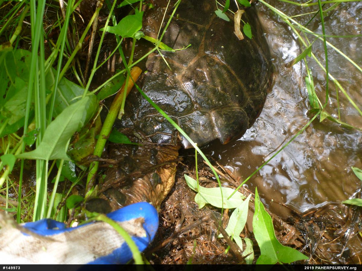 Snapping Turtle