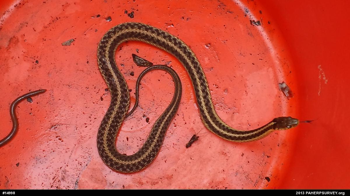 Eastern Gartersnake