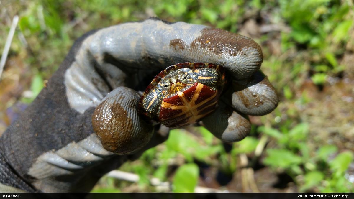 Painted Turtle