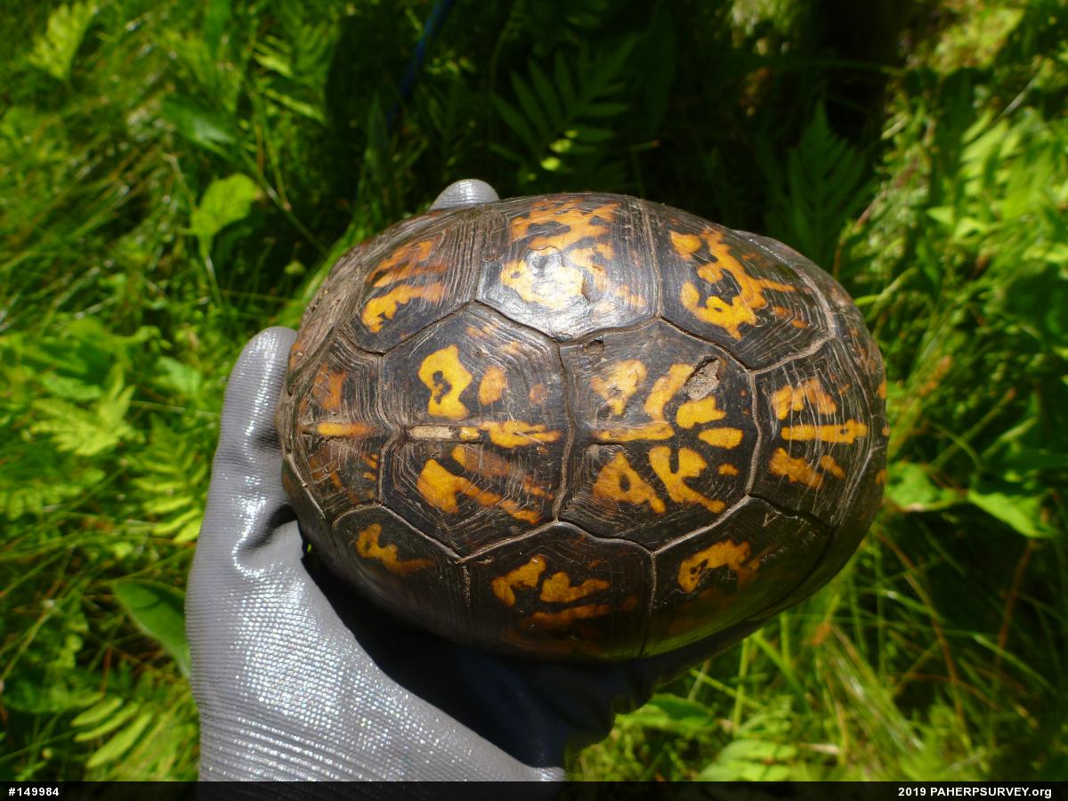 Eastern Box Turtle