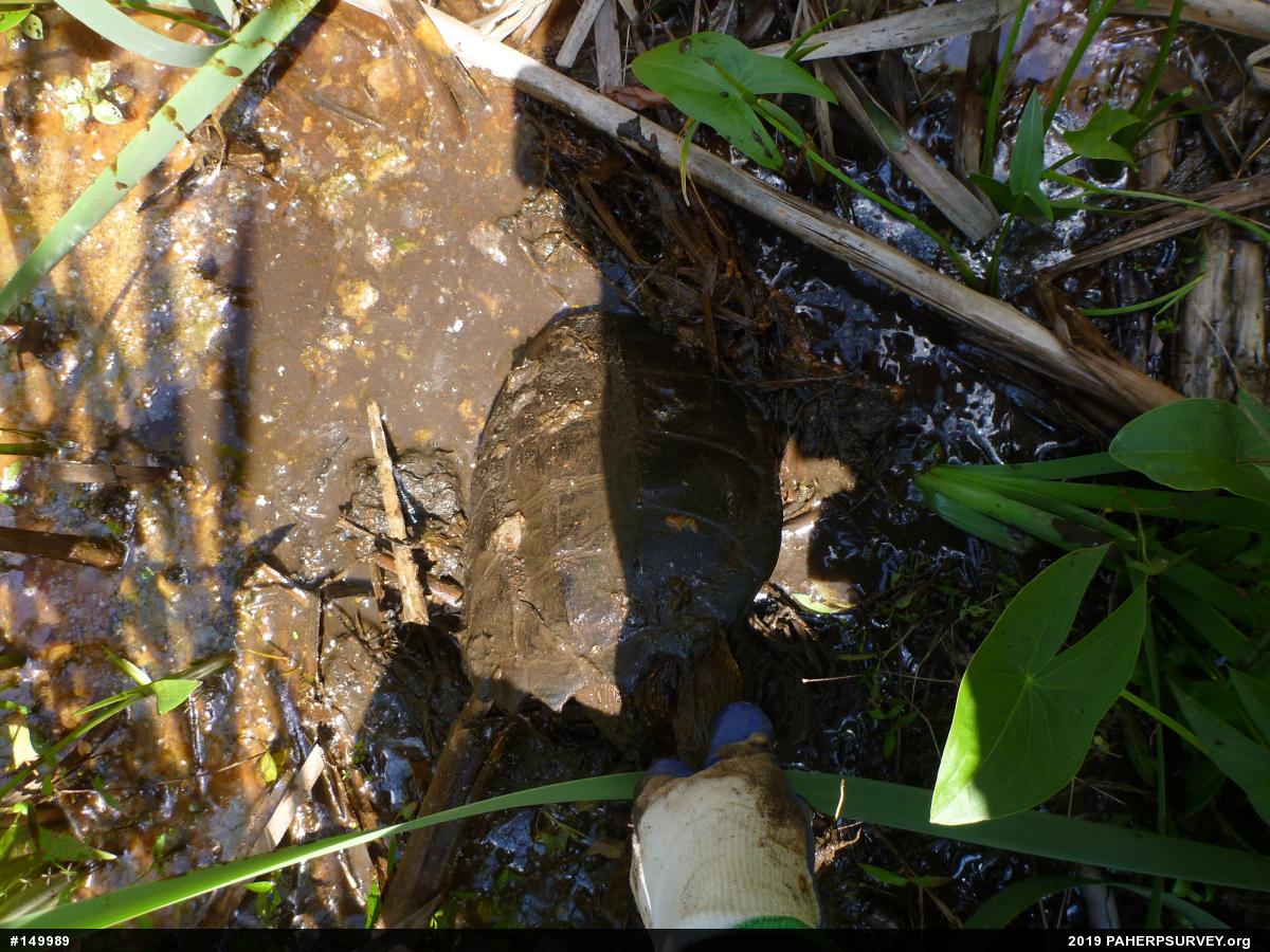 Snapping Turtle
