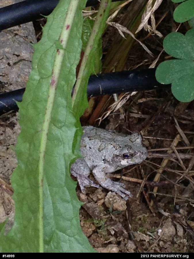 Gray Treefrog
