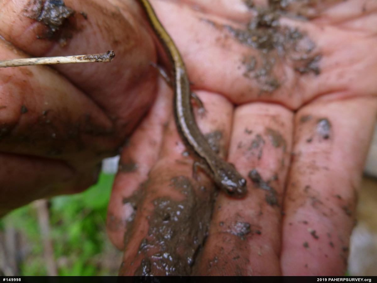 Northern Two-lined Salamander