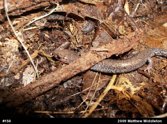 Valley And Ridge Salamander