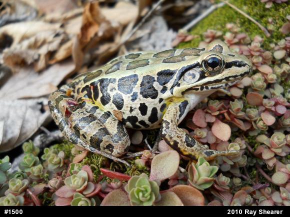 Pickerel Frog