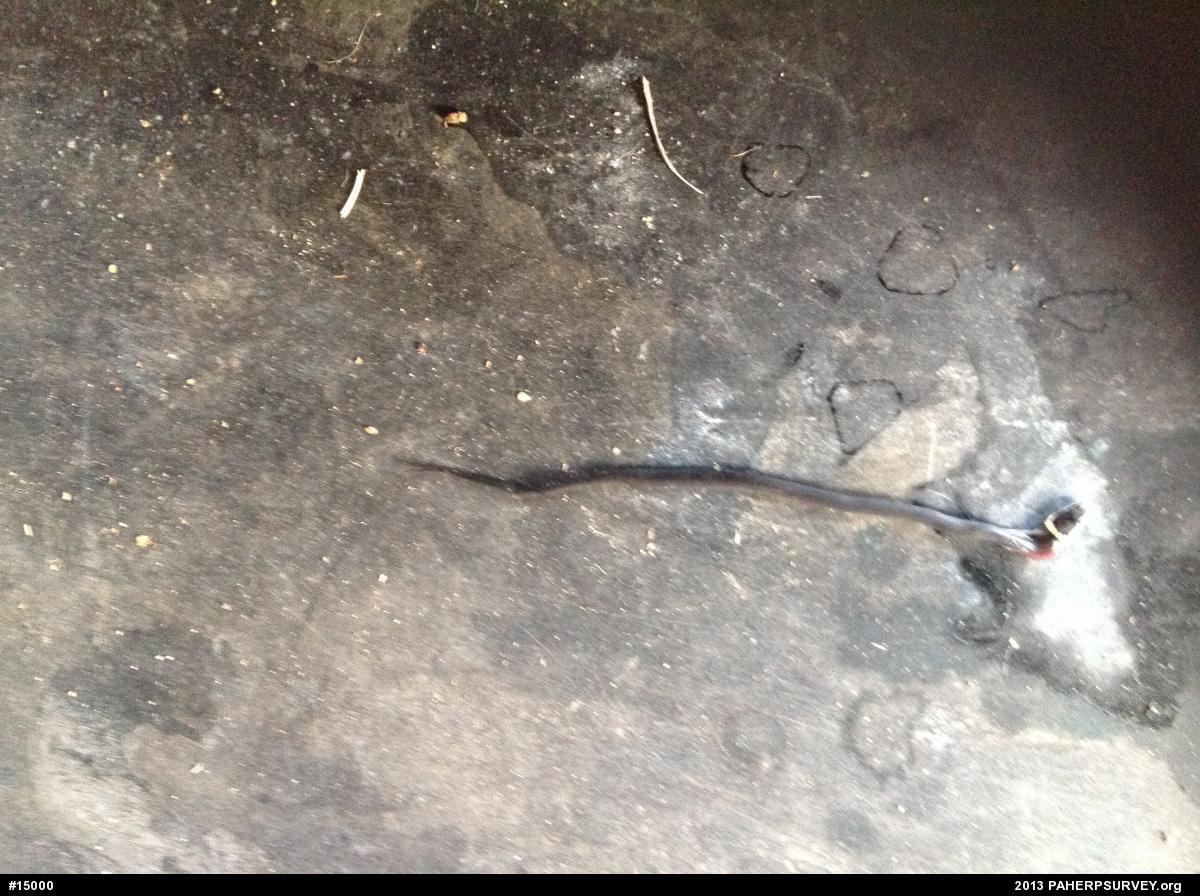 Northern Ring-necked Snake