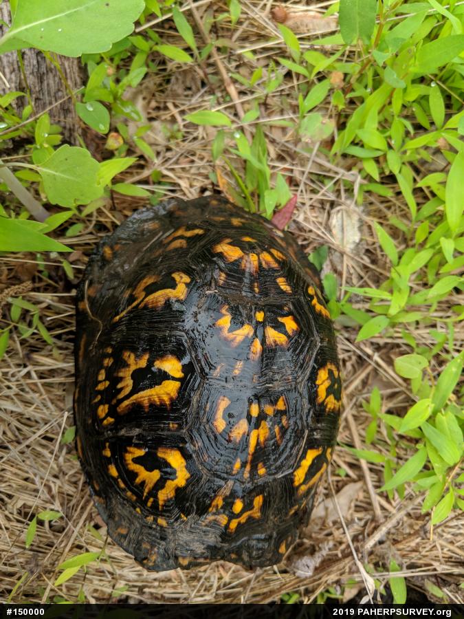 Eastern Box Turtle
