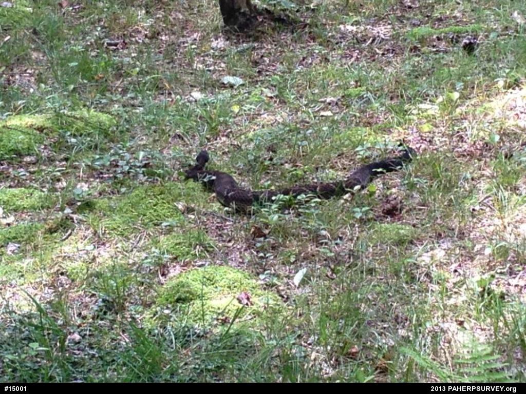 Timber Rattlesnake