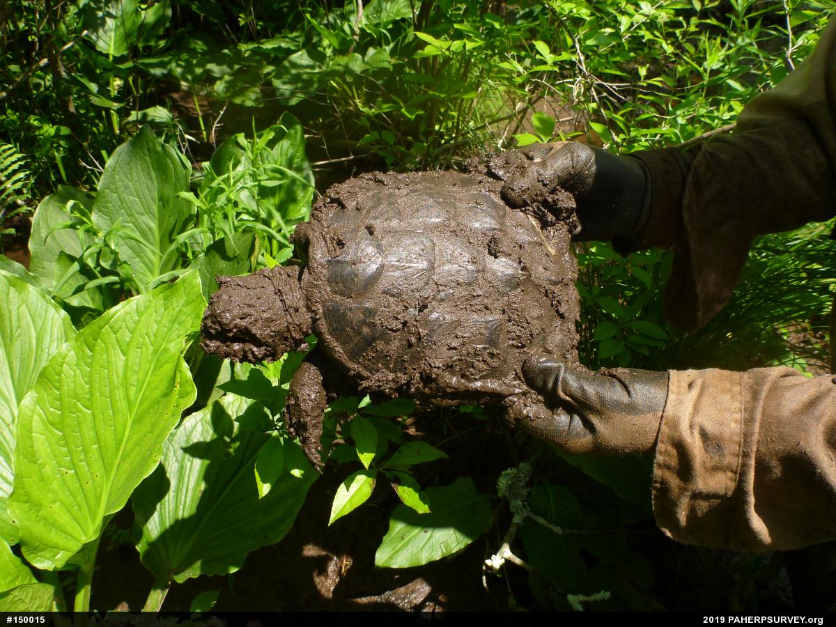 Snapping Turtle