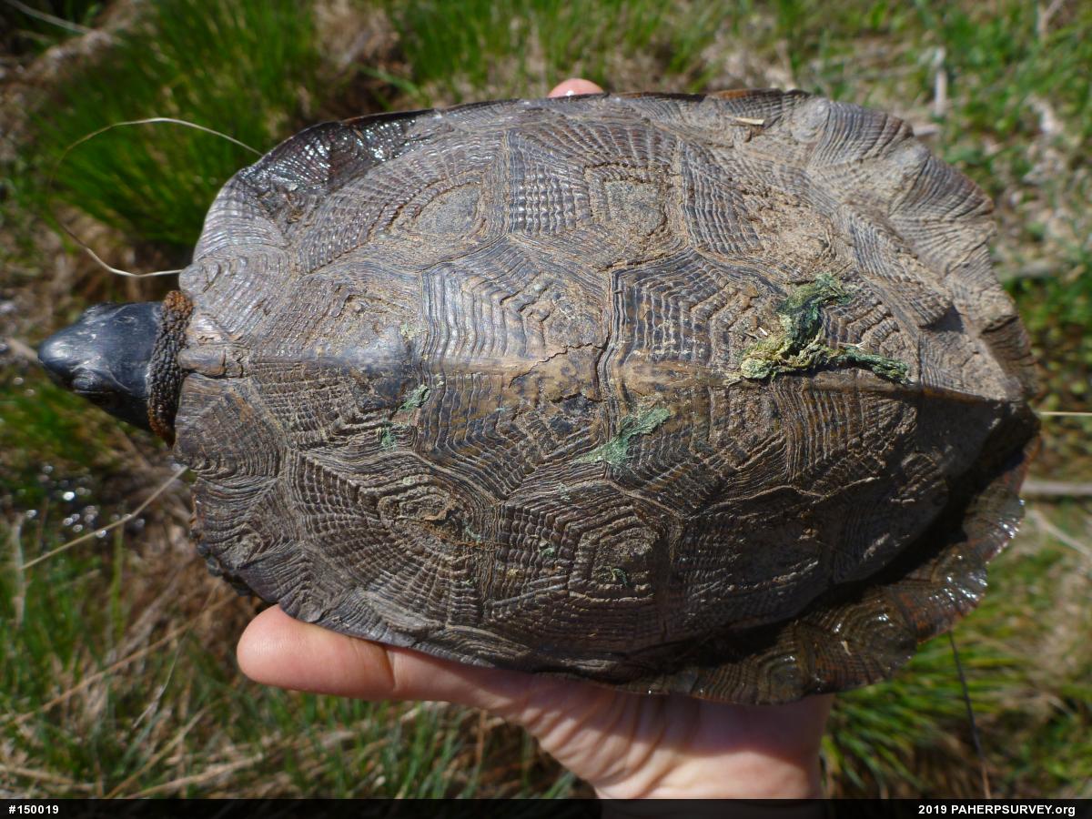 Wood Turtle