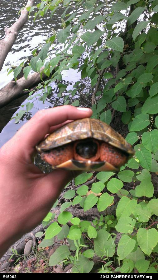 Wood Turtle