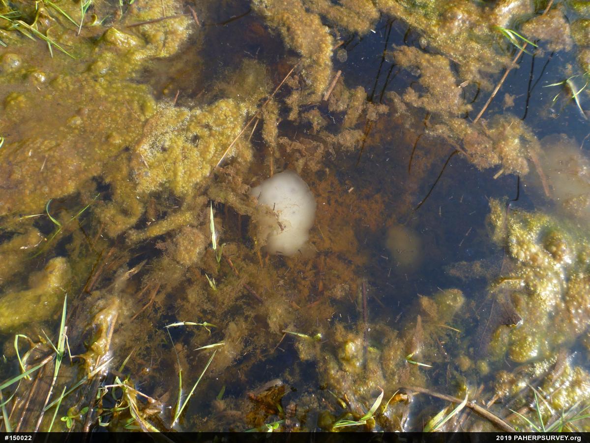 Spotted Salamander