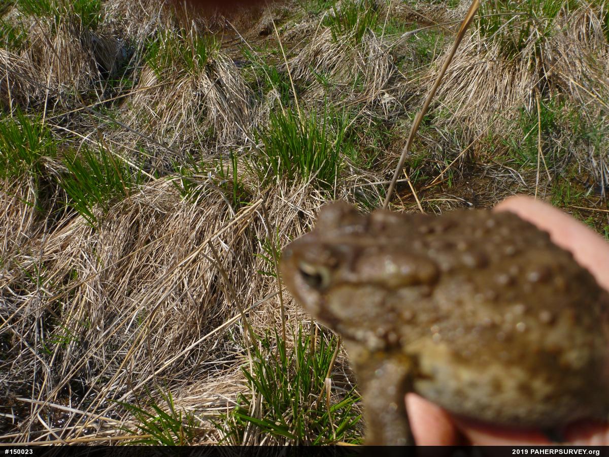 Eastern American Toad