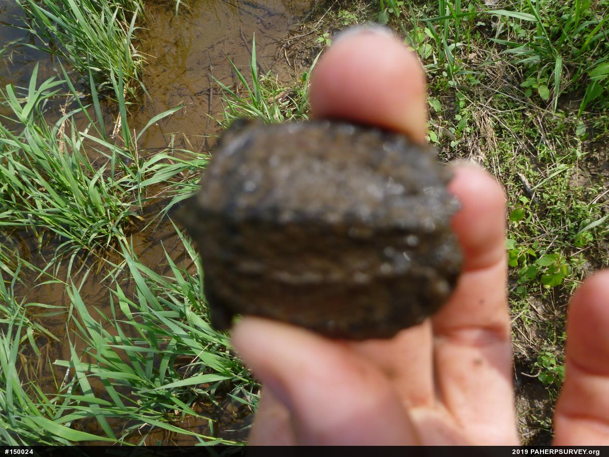 Snapping Turtle