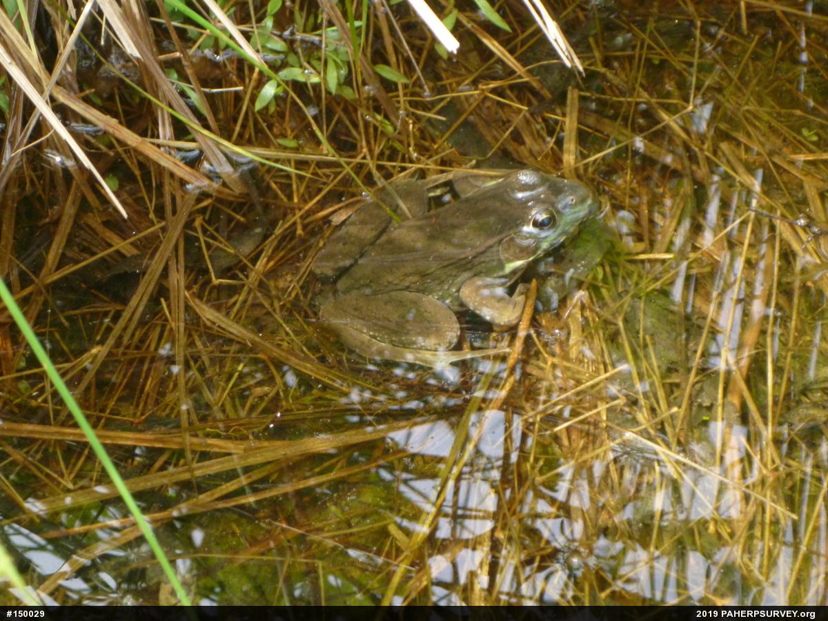 Green Frog